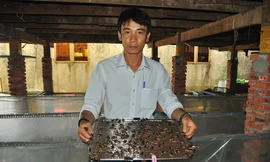 Cận cảnh trang trại dế của thủ lĩnh đoàn ở cù lao