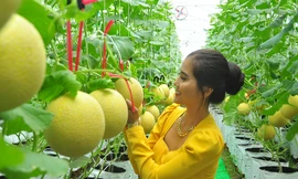 Vườn dưa lưới của chàng thạc sĩ nông nghiệp thu hút đông bạn trẻ check-in dịp Tết