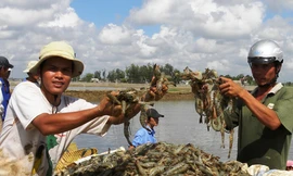 Nuôi tôm chân trắng: Nhảy vọt đi kèm nguy cơ