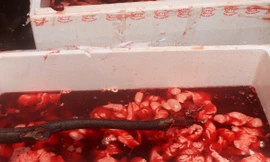 Lòng lợn ngâm đầy hóa chất