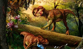 Phát hiện hóa thạch khủng long có sừng ‘siêu tí hon’