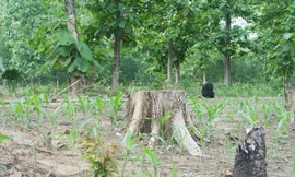 Phá rừng trồng cây ăn trái