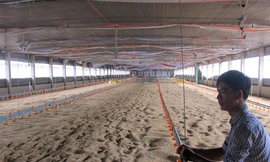 Đóng cửa trại gà vì gà nhập