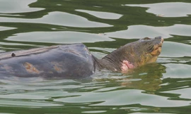 Chốt phương pháp cứu 'cụ Rùa' vào 25-2