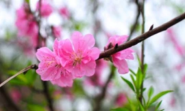 Tết Âm lịch 2020 người lao động được nghỉ 7 ngày liên tục.