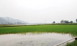 Người dân hoang mang sau cơn mưa 'lạ'