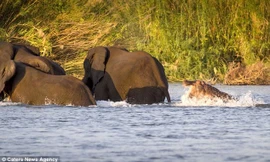 Cận cảnh hà mã hung dữ tấn công voi giữa sông