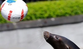 Chú sư tử biển Watson vẫn đang giữ được phong độ từ World Cup 2014.