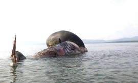 Hình ảnh cá voi nặng tầm 8 tấn chết dạt vào biển Nghệ An