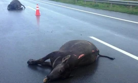 Hai con trâu bị tông chết trên đường cao tốc.