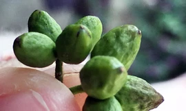 Cận cảnh trái đắng.