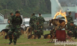 Xem chó nghiệp vụ trình diễn khả năng tấn công tội phạm