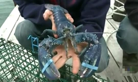 Tôm hùm xanh lam cực hiếm sa lưới ngư dân