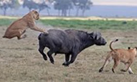 Mãnh hổ hạ gục trâu rừng trong nháy mắt