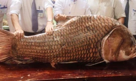 Cá hô nặng 130kg được ngư dân An Giang đánh bắt.