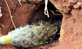 Kiếm tiền triệu từ nghề bắt 'thợ săn bọ cạp'