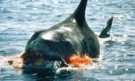Cuộc tấn công đẫm máu nhất trong lịch sử của cá mập
