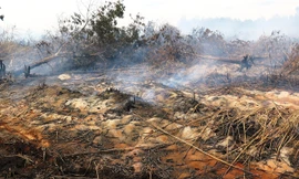 Diện tích bị cháy.