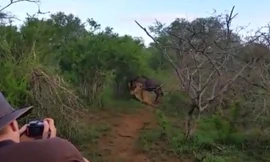 Linh dương đầu bò thoát hàm sư tử trong gang tấc