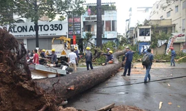 Cổ thụ nằm chắn ngang đường An Dương Vương