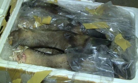 Phát hiện 600kg chân, đuôi trâu bò đang phân hủy trên xe khách