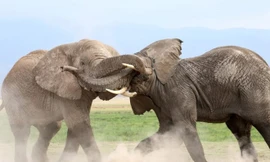 Mục kích voi dữ kịch chiến giành quyền bá vương