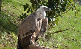 Kền kền bị nghi làm gián điệp cho Israel.