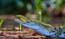 Rắn xanh cả gan 'đè đầu cưỡi cổ' cá sấu