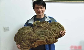 Cây linh chi trăm tuổi ở Hồ Nam, Trung Quốc. Ảnh: China News.