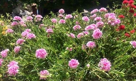 Hoa mười giờ cánh kép được nhiều chị em ưa chuộng.