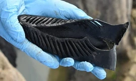 Chiếc giày La Mã gần 2.000 năm tuổi. Ảnh: Paul Kingston.