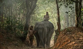 Bên trong ngôi làng thuần hóa voi cuối cùng ở Thái Lan