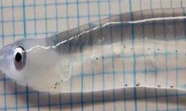 Cận cảnh cá 'kỳ quái' thân hình trong suốt như pha lê