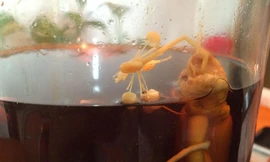 Nhân sâm ngâm rượu nở hoa. Ảnh: Xinhua