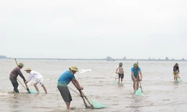 Hoạt động khai thác ngao, vạng của ngư dân huyện Tiền Hải trên vùng bãi triều thuộc xã Nam Phú (Tiền Hải, Thái Bình). Ảnh: Xuân Tiến/TTXVN.