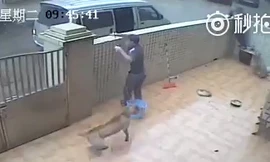 Camera ghi lại cảnh trộm chó 'quá nhanh và nguy hiểm'