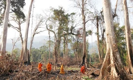 Nhiều khu rừng ở Campuchia bị chặt phá không thương tiếc.