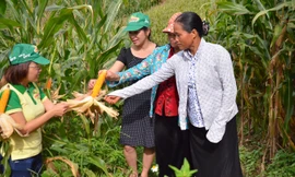 Giống ngô lai của Monsanto cho năng suất cao tại Việt Nam.