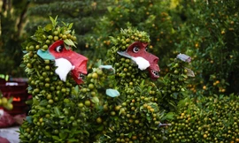 Quất khỉ giá 7 triệu đồng nổi bật chợ Tết Sài Gòn