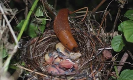 Ốc sên ăn thịt chim non trong tổ. Ảnh: K. Leniowski , E. Węgrzyn & A. Wojton/Taylor & Francis.