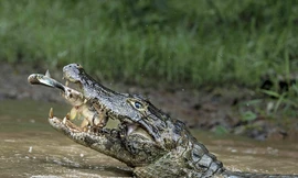 Chú cá sấu nghiễm nhiên hưởng lợi khi con cá lớn đang nuốt cá bé. (Nguồn: Caters News Agency)