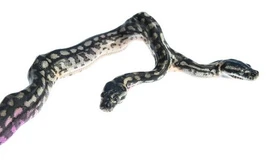 Con trăn 2 đầu có tên “Twin Destroyers” vừa được chào đời.