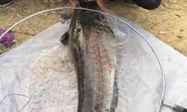 Ngư dân phóng sinh cá nheo nặng 60 kg