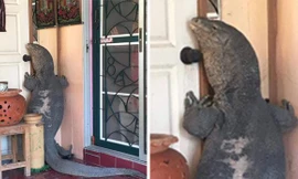 Thằn lằn khổng lồ đứng bám sát trước cửa một ngôi nhà ở Thái Lan.