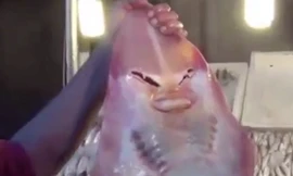 Con cá mập hiếm gặp có các bộ phận trông giống mắt, mũi, miệng của con người. Ảnh: CEN.