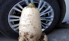 Tròn mắt với củ cải trắng to gần bằng lốp ôtô