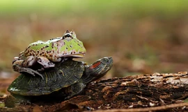 Mục kích ếch tinh ranh quá giang trên lưng rùa