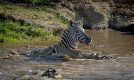 Ngựa vằn 'mở đường máu' thoát hàm cá sấu tử thần