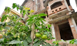 Hà Nội: Biệt thự triệu đô thành nơi trồng rau, nuôi vịt