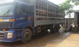 Bộ Công Thương cảnh báo xuất khẩu lợn sang Trung Quốc